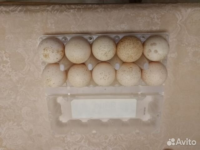 Продам инкубационное яйцо индюшек купить на Зозу.ру - фотография № 1