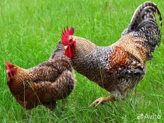 Инкубационное Яйцо, цыплята купить на Зозу.ру - фотография № 4