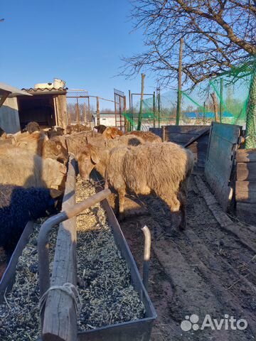 Овцы Курдючные породы с ягнятами купить на Зозу.ру - фотография № 5