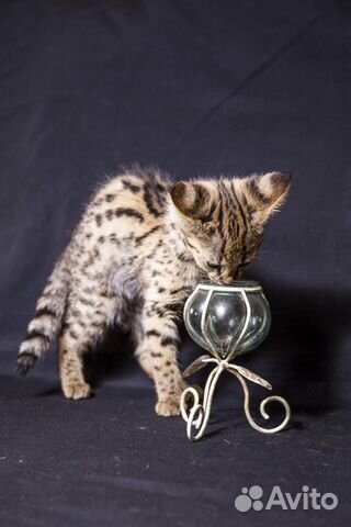 Савана F 1 котята купить на Зозу.ру - фотография № 8