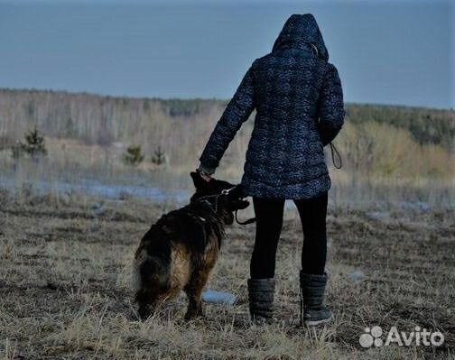 Дрессировка собак с кинологом Дрессировка собак с кинологом