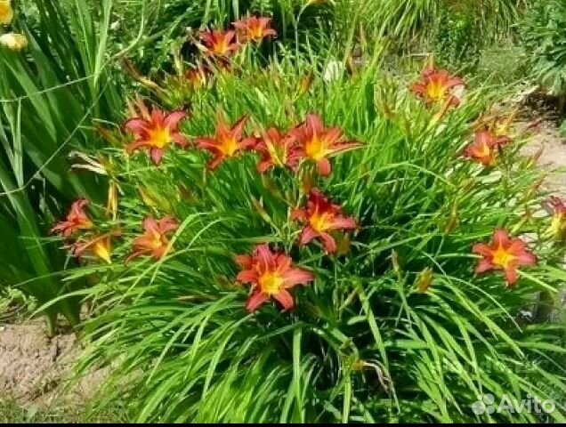 Лилейник- идеальный многолетний цветок