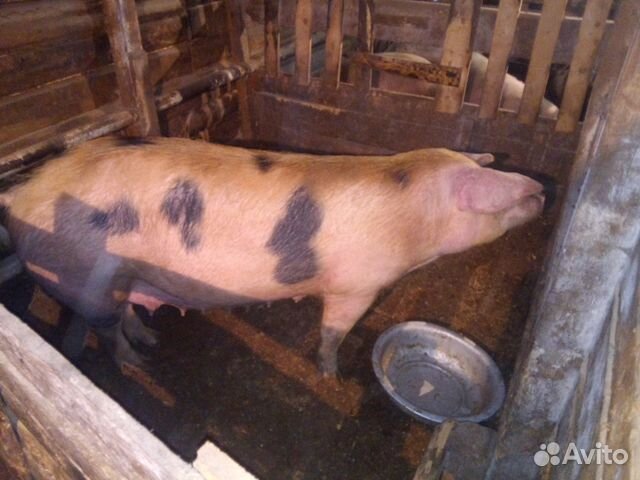 Свиноматки, поросята, мясо купить на Зозу.ру - фотография № 1