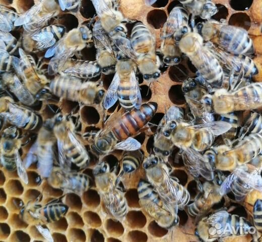 Продаю пчёлы купить на Зозу.ру - фотография № 2