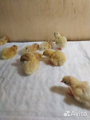 Инкубационные яйца перепелов купить на Зозу.ру - фотография № 2