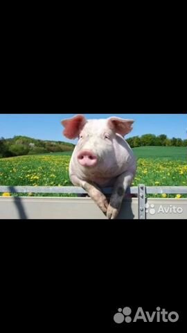 Скупаем свиней скот