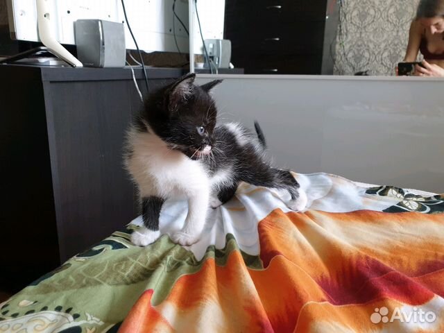 Котенок в добрые руки