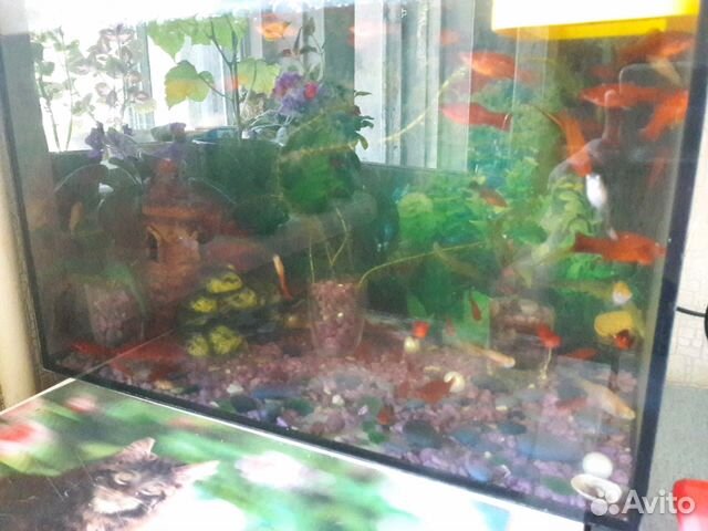 Продам аквариум с рыбками
