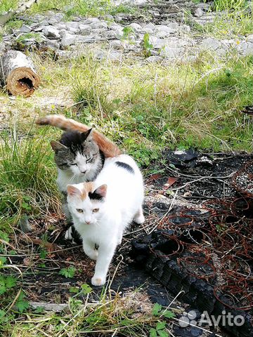 Котики ищут дом купить на Зозу.ру - фотография № 5