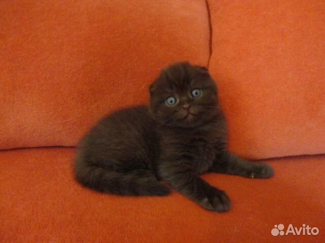Шоколадные шотландские котята