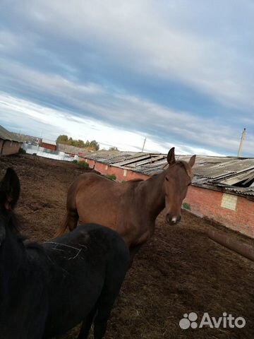 Породистые лошади купить на Зозу.ру - фотография № 4