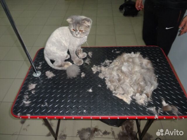 Стрижка собак и кошек Стрижка собак и кошек