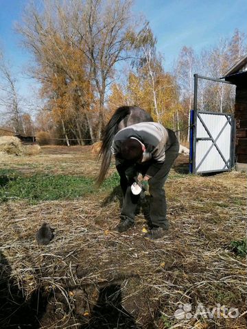 Арабо-тракен жеребец, продажа купить на Зозу.ру - фотография № 3
