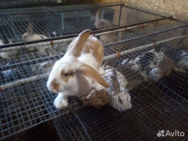 Продам кроликов купить на Зозу.ру - фотография № 2