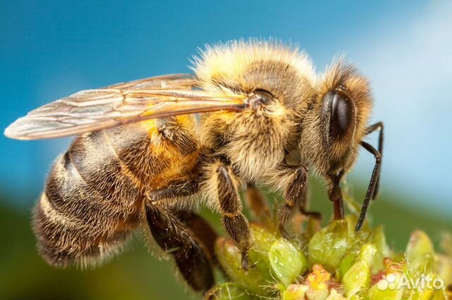 "Живые пчёлы круглый год" купить на Зозу.ру - фотография № 1