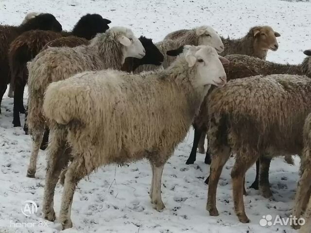 Как называется кастрированный баран