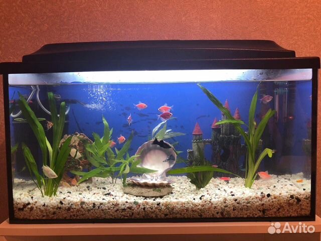 Продам новый аквариум с рыбками купить на Зозу.ру - фотография № 3