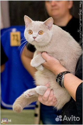 Лиловый британский котик купить на Зозу.ру - фотография № 1