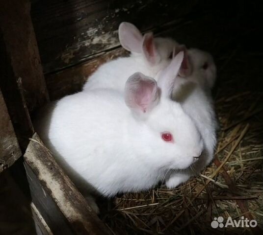 Кролики, крольчиха купить на Зозу.ру - фотография № 3