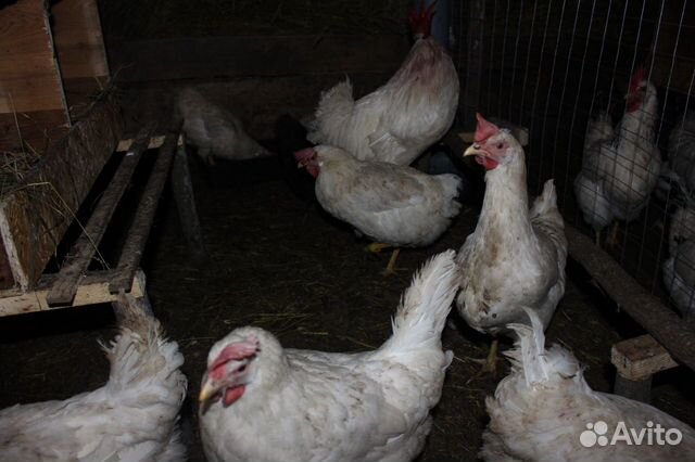 Инкубационные яйца, цыплята породистых кур купить на Зозу.ру - фотография № 7