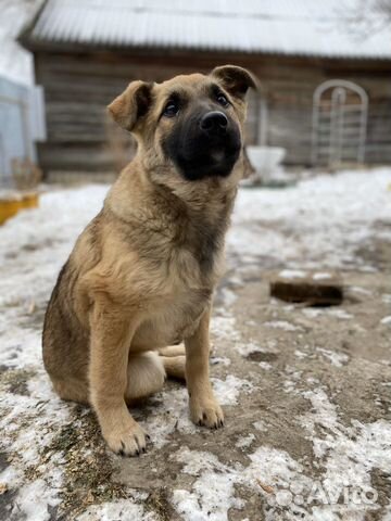 Пёсик, щенок купить на Зозу.ру - фотография № 2