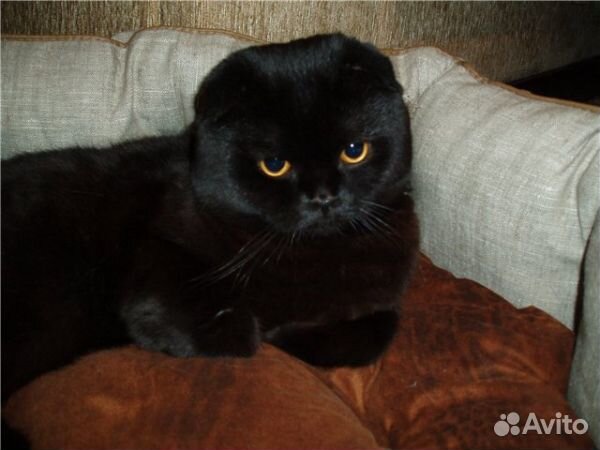 Черный шотландский кот