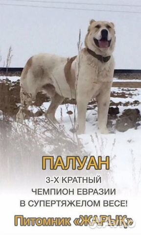 Кавказский волкодав купить на Зозу.ру - фотография № 7