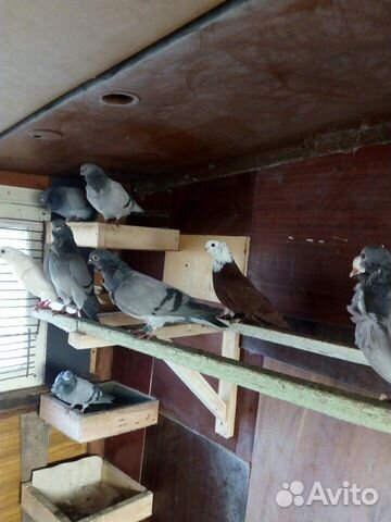 Китайские чайки купить на Зозу.ру - фотография № 2