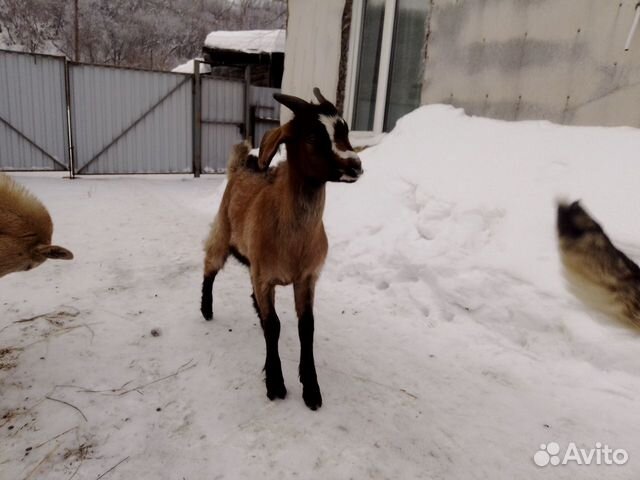 Козлик от высокоудойной козы купить на Зозу.ру - фотография № 2