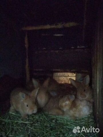 Молодые кролики, разной породы купить на Зозу.ру - фотография № 1