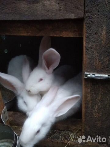 Молодые кролики, разной породы купить на Зозу.ру - фотография № 6