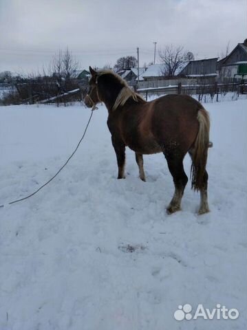 Лошадь купить на Зозу.ру - фотография № 8