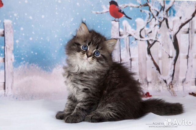 Сибирские породистые котята купить на Зозу.ру - фотография № 5