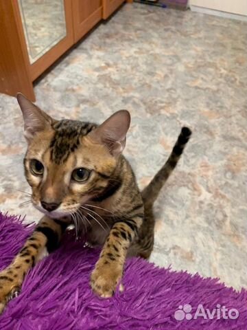 Бенгальский котик купить на Зозу.ру - фотография № 2