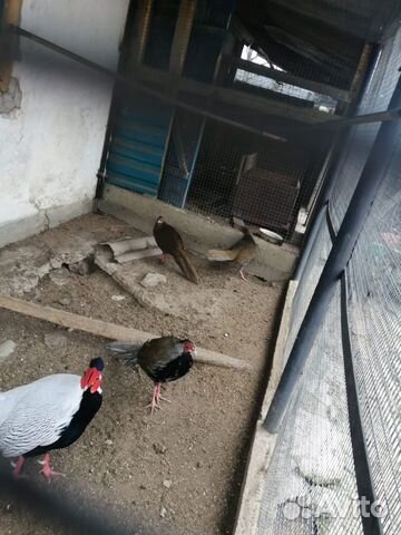 Продаётся пара фазанов купить на Зозу.ру - фотография № 2