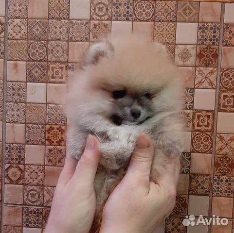 Минимишки Минимишки