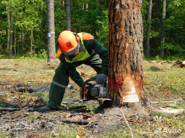 Требуются вальщики и трактористы для заготовки лес