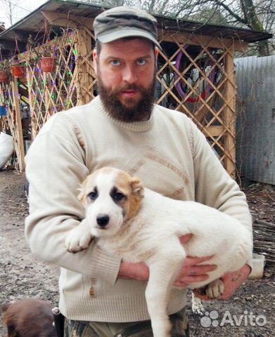 Среднеазиатская овчарка щенки алабая купить на Зозу.ру - фотография № 3