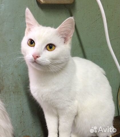 Белая кошка котенок купить на Зозу.ру - фотография № 2