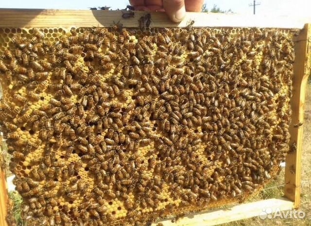 Пчелосемья продам купить на Зозу.ру - фотография № 1