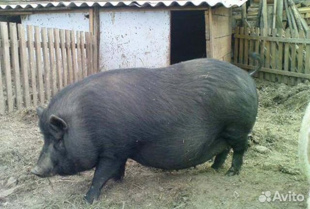 Свиноматка, вьетнамская вислобрюхая свинья купить на Зозу.ру - фотография № 1