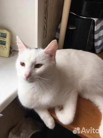 Кот Кот