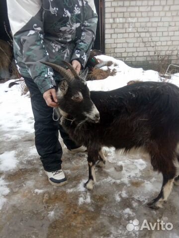 Дойноя коза купить на Зозу.ру - фотография № 3