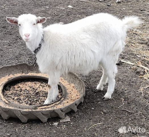 Купить Козлика В Тимашевском Районе Краснодарского Края