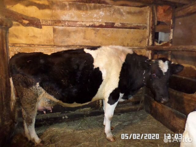 Продается корова с теленком купить на Зозу.ру - фотография № 2