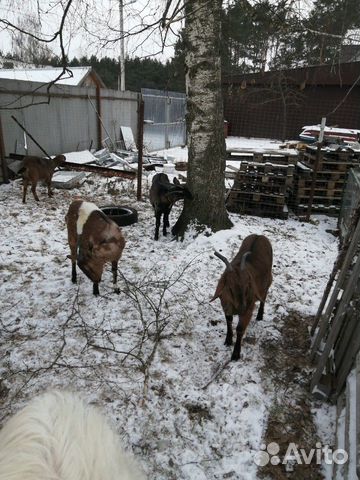 Альпинонубийские козы с документами купить на Зозу.ру - фотография № 1