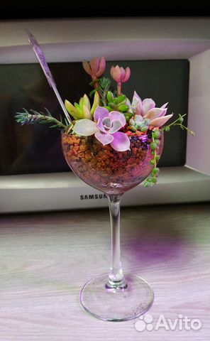 Букет из суккулентов