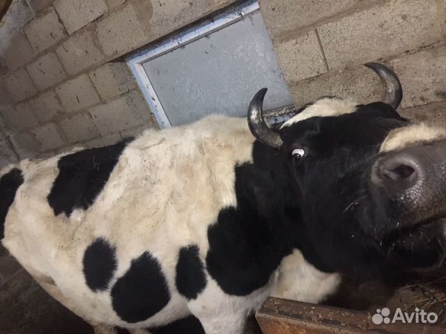 Продам коров купить на Зозу.ру - фотография № 6