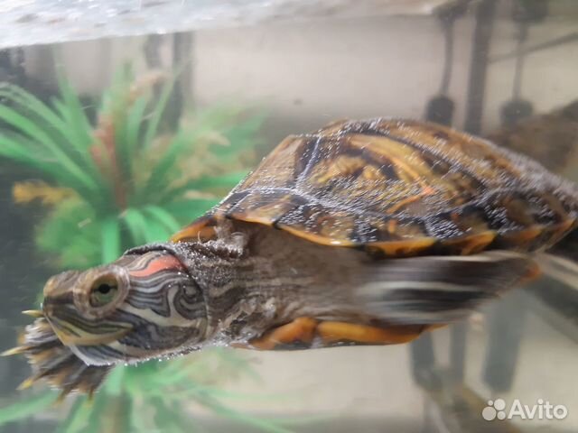 Большой аквариум для черепах с 3 черепахами купить на Зозу.ру - фотография № 5