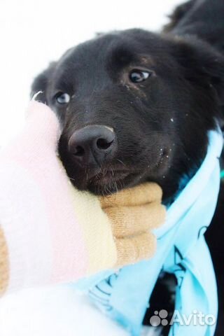 Отдам в хорошие руки, щенка Астру Отдам в хорошие руки, щенка Астру